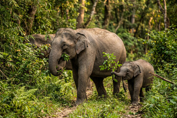 Fototapeta premium Adult asian elephant and young calf foraging for green leaves while walking through a lush forest