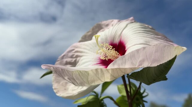 Hibiscus moscheutos Swamp rose mallow flower.