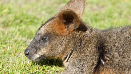 Close-up Profile of a Swamp Wallaby Resting on Green Grass © blueringmedia