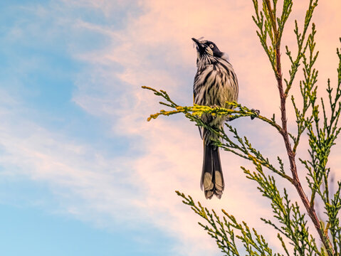  Vertical Honeyeater With Moth In Mouth