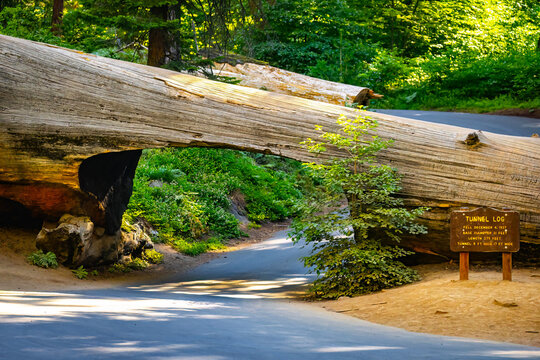Iconic Tunnel Log arches over forest road