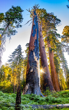 Sunburst through giant sequoia trees along Moro Rock Trail California