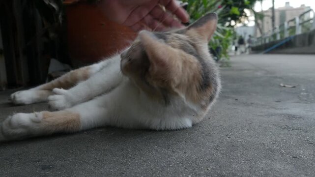 Human Hand Gently Stroking Calico Street Cat Head Eyes Closed Contentment Urban Outdoor Bond Affection Animal Lifestyle Photography
