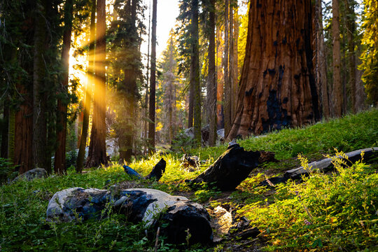 Sunburst through giant sequoias along trail in Sequoia National Park