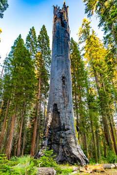 Giant dead sequoia stands at Dead Giant Trail