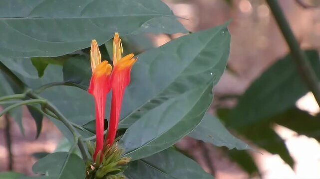 A close-up horizontal fixed shot of two vibrant red-orange Clinacanthus nutans flowers blooming side by side. Known as Sabah snake grass, this traditional medicinal herb is captured amidst green 