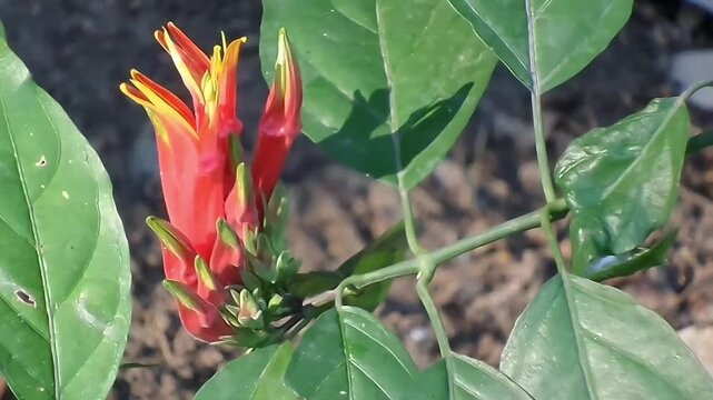 A horizontal fixed shot of a Clinacanthus nutans branch under natural sunlight, creating beautiful leaf shadows. The red-orange Sabah snake grass flower is attached to the stem.