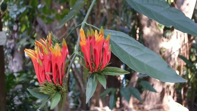 A close-up horizontal fixed shot featuring two distinct bright red-orange flower clusters of Clinacanthus nutans on the same branch. 