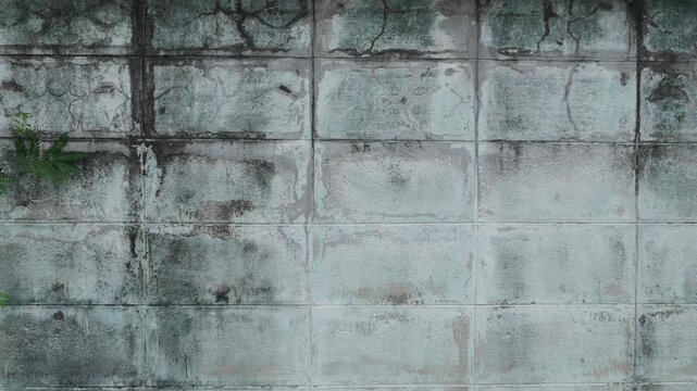 Mint Green Tiled Wall with Dark Mold Streaks and Vine Leaves