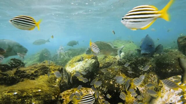 Slow motion video of large schools of fish swimming around a rocky reef at Shelly Beach in Sydney, Australia, 