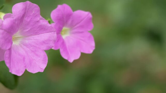 Close-up of Pink petunia flowers swaying gently in the breeze