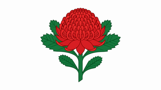 Beautiful Red Waratah Australian Native Floral Illustration with Green Leaves Isolated on a Clean White Backdrop