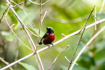 Naklejka premium Van Hasselt's sunbird (male) has a distinctive iridescent green crown