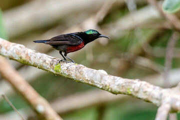 Naklejka premium Van Hasselt's sunbird (male) has a distinctive iridescent green crown