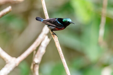 Naklejka premium Van Hasselt's sunbird (male) has a distinctive iridescent green crown