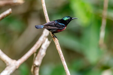 Naklejka premium Van Hasselt's sunbird (male) has a distinctive iridescent green crown