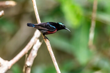 Naklejka premium Van Hasselt's sunbird (male) has a distinctive iridescent green crown