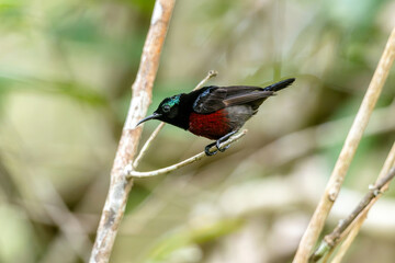 Naklejka premium Van Hasselt's sunbird (male) has a distinctive iridescent green crown