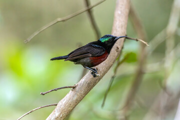 Naklejka premium Van Hasselt's sunbird (male) has a distinctive iridescent green crown