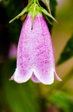 Close-up of a bellflower with bright purple stripes