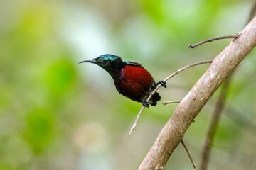 Naklejka premium Van Hasselt's sunbird (male) has a distinctive iridescent green crown