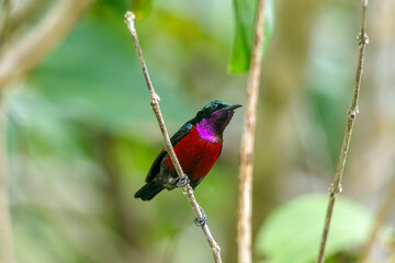 Naklejka premium Van Hasselt's sunbird (male) has a distinctive iridescent green crown