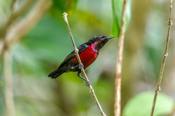 Naklejka premium Van Hasselt's sunbird (male) has a distinctive iridescent green crown