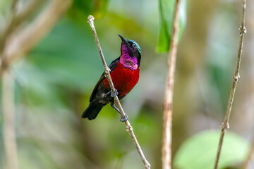 Naklejka premium Van Hasselt's sunbird (male) has a distinctive iridescent green crown