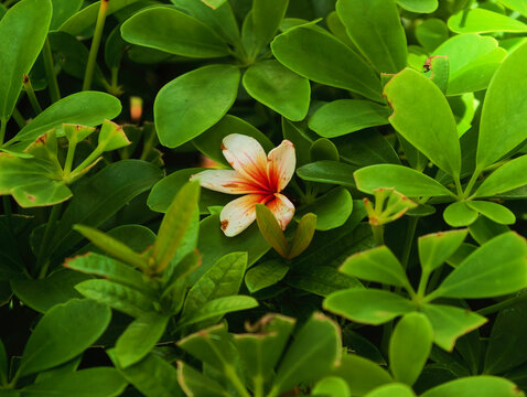 beautiful flowers in the garden