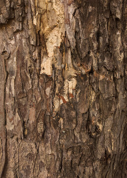 Detailed rough tree bark texture background with natural organic brown patterns