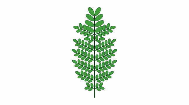 Green Moringa Oleifera Leaf Branch Isolated on White Background for Herbal Medicine and Healthy Food Design