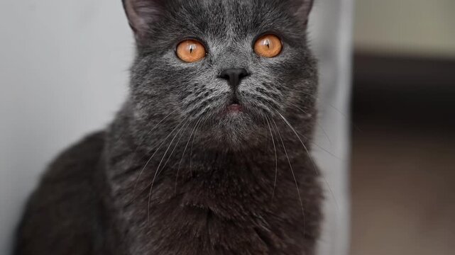 Beautiful scottish straight cat with golden eyes looking up with curiosity and wonder indoors.