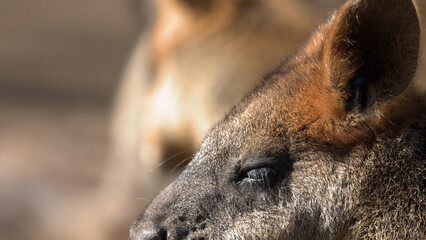Extreme Close Up Profile of a Swamp Wallaby Resting with Eyes Closed © blueringmedia