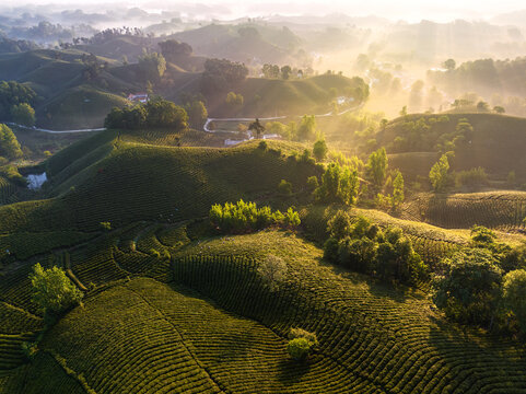 Aerial view of sun-dappled tea plantations on rolling misty hills in a tranquil rural landscape at dawn.