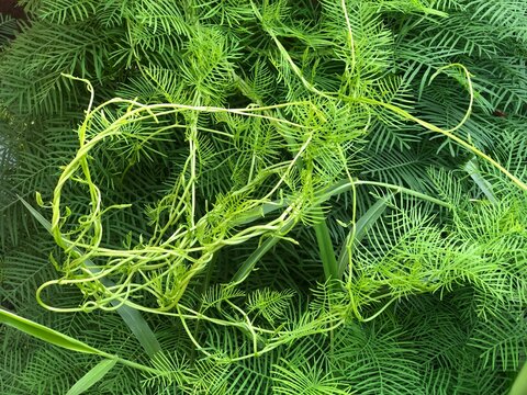Twisting vine tendrils curling over feathery cypress vine foliage. Abstract natural green pattern and texture.
