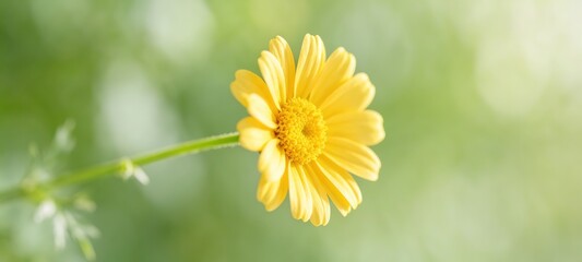 Obraz premium Single Yellow Daisy Green Stem Soft Light Green Blurred Macro Nature