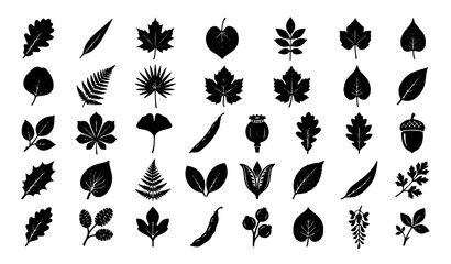 Obraz premium Botanical Leaves Seed Pods Plant Silhouettes Nature Decoration and Classification Vector Set
