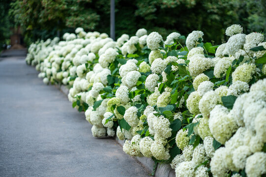 Lush hydrangea shrubs in full bloom during summer season, covered with large fragrant flower heads in garden setting. Vibrant blossoms, ornamental plants, natural beauty and seasonal flowering