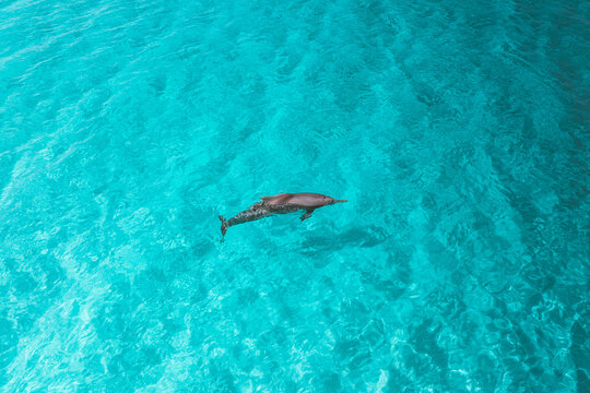 Aerial view of a dolphin swimming in the clear turquoise waters of Shoab Beach in Qalansiyah, Yemen.