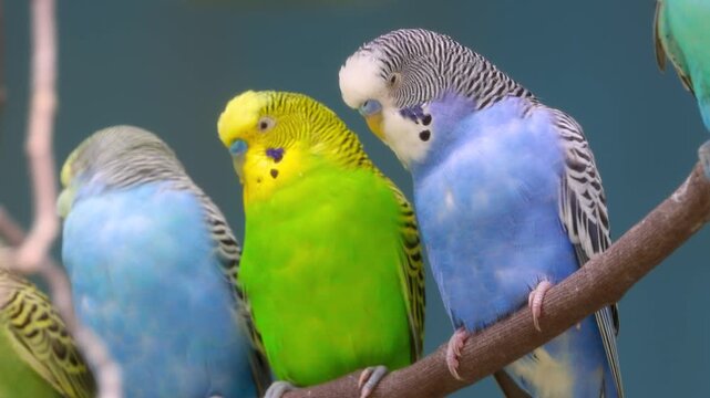 Colorful budgerigar parakeets perching on a branch