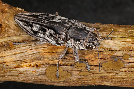 Sculptured Pine-Borer Beetle, Chalcophora virginiensis on a dead pine branch