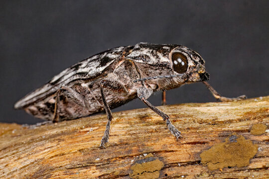 Sculptured Pine-Borer Beetle, Chalcophora virginiensis