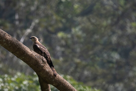 A Changeable Hawk Eagle also known as crested Hawk Eagle perched on a thick, diagonal tree branch in the forest canopy. It exhibits an erect feathers crest, a sharp hooked beak, and piercing pale eyes