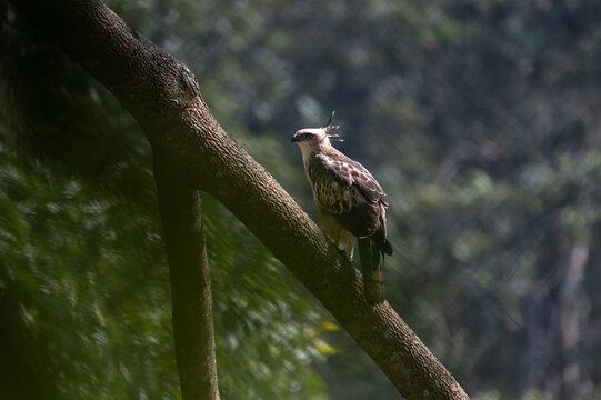 A Changeable Hawk Eagle also known as crested Hawk Eagle perched on a thick, diagonal tree branch in the forest canopy. It exhibits an erect feathers crest, a sharp hooked beak, and piercing pale eyes