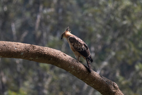 A Changeable Hawk Eagle also known as crested Hawk Eagle perched on a thick, diagonal tree branch in the forest canopy. It exhibits an erect feathers crest, a sharp hooked beak, and piercing pale eyes