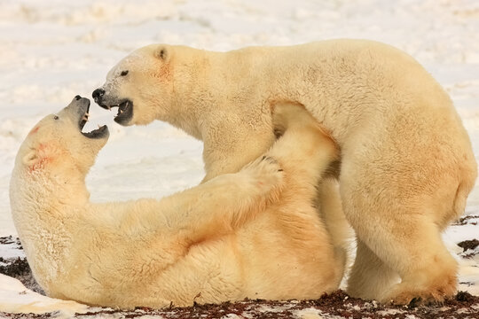 Polar bears play fighting in the snow