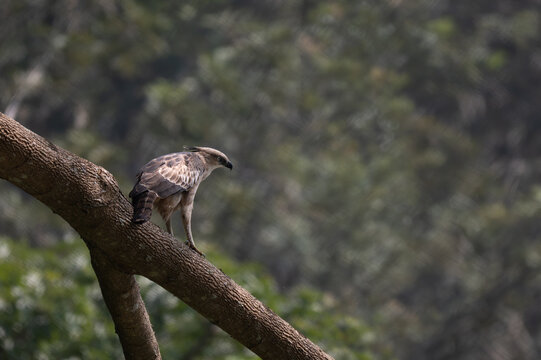 A Changeable Hawk Eagle also known as crested Hawk Eagle perched on a thick, diagonal tree branch in the forest canopy. It exhibits an erect feathers crest, a sharp hooked beak, and piercing pale eyes