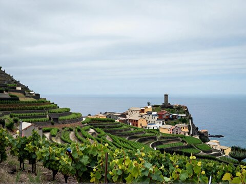 Grape Terraces Overcast Riomaggiore Cinque Terre
