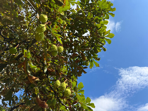 Horse Chestnut Tree with seeds Aesculus hippocastanum