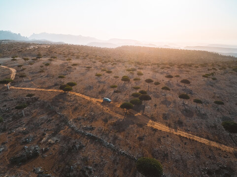 Aerial view of the unique Dragon Blood Trees in Firmihin Forest with a vehicle driving on a dirt road through the arid landscape of Socotra Asma, Socotra, Yemen.